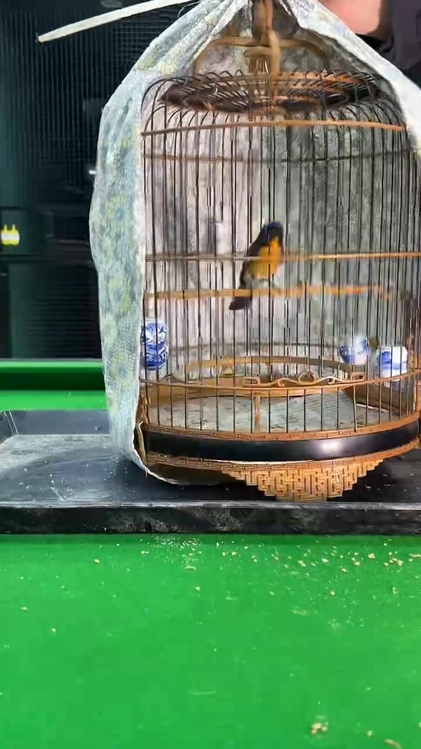 38号小山岚养笼0元起拍