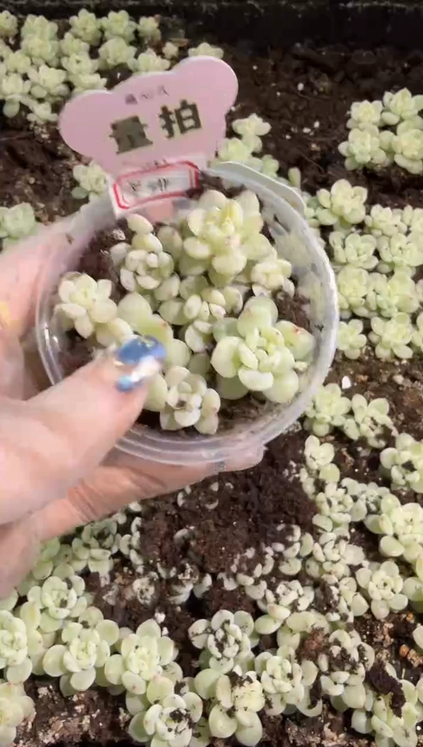寒绯 圆盒切糕1盒 量拍多肉植物