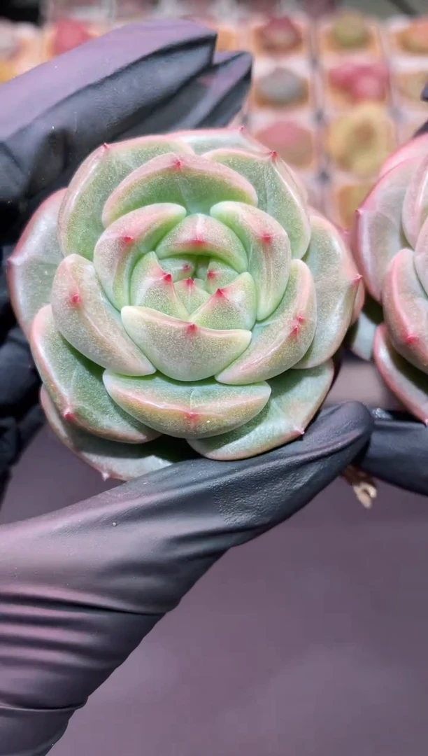 闪购3306 冰砚多肉一颗  4.5-5厘米