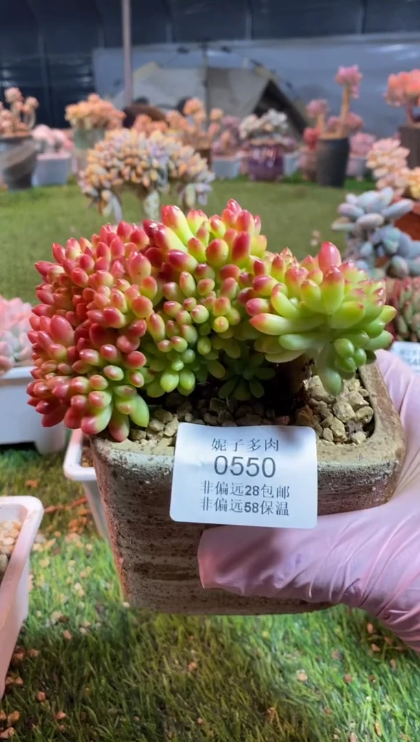 【闪购商品】0550a