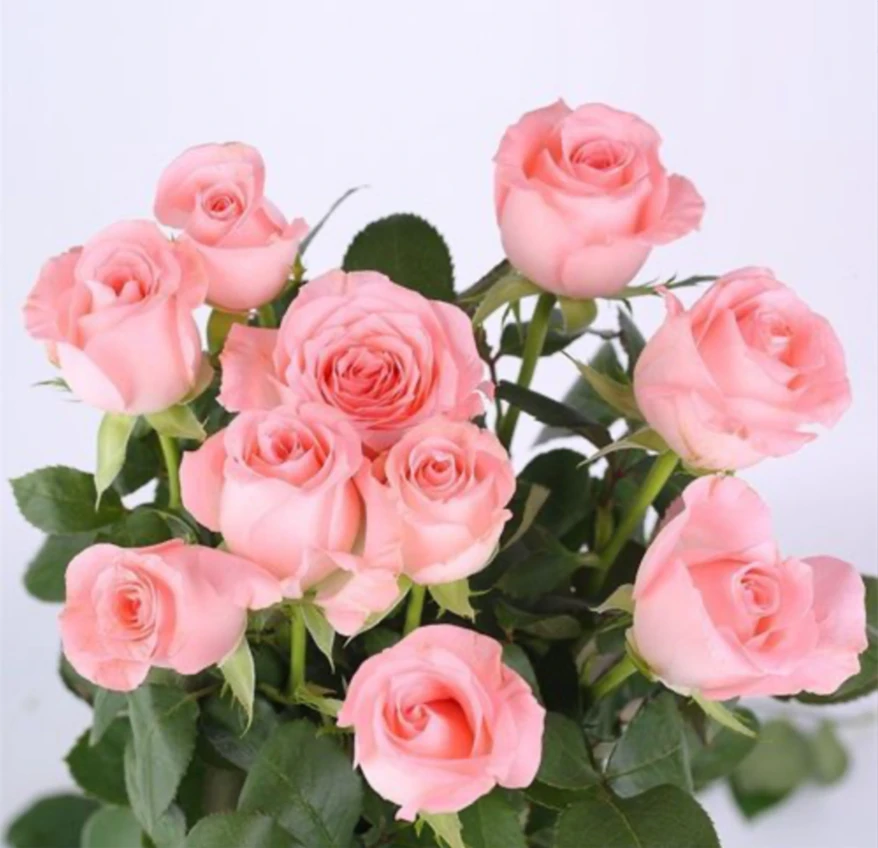 {戴安娜}玫瑰月季花苗盆栽地栽阳台四季花开室内室外