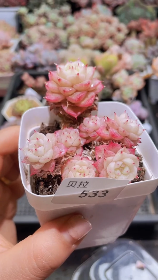 【闪购商品】533小纯带盆土发