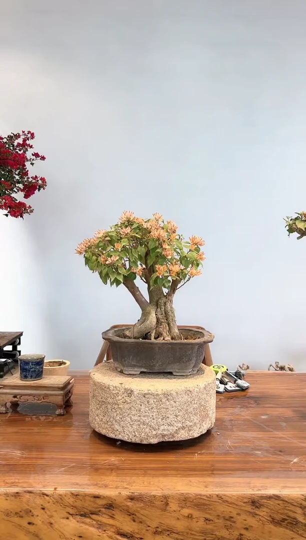 【闪购商品】AA908