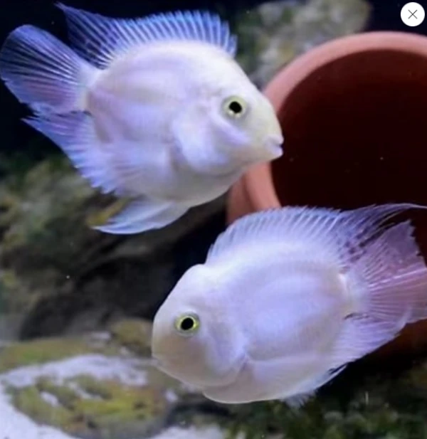 迷你鹦鹉鱼随机三条（无开箱视频不予售后）