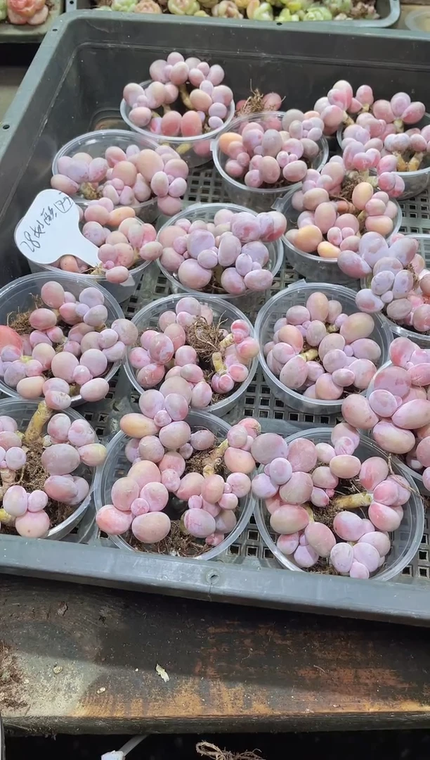 【闪购商品】071奶酪双头量拍1盒