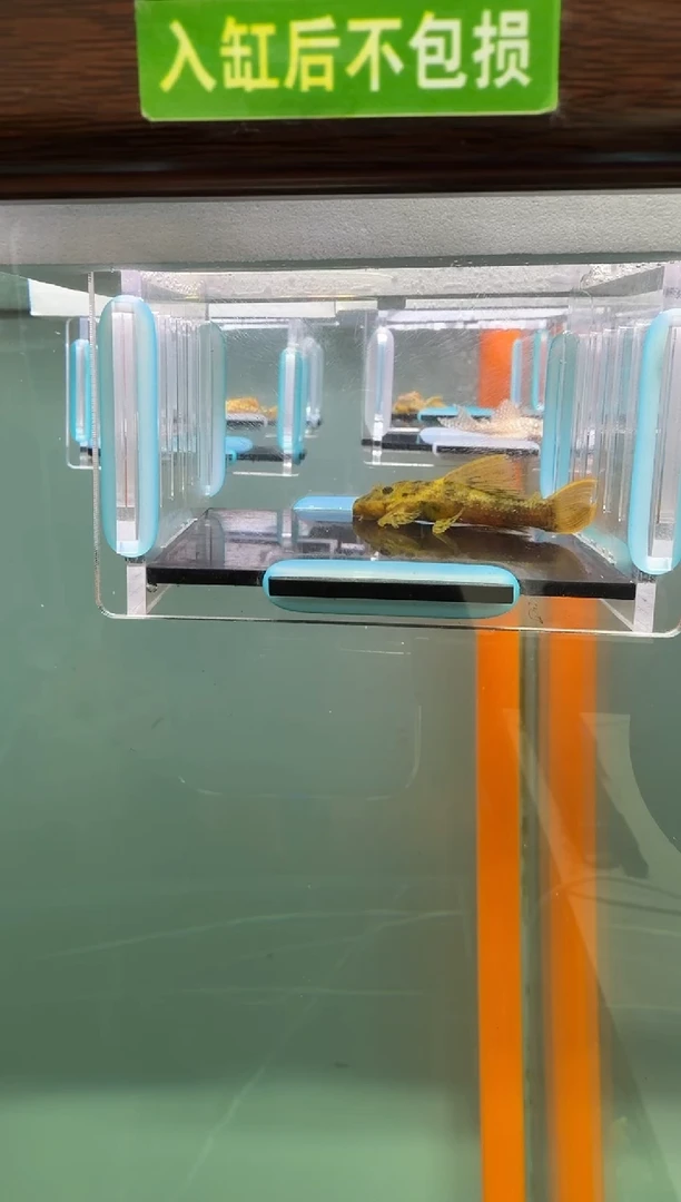 清道夫鱼01号096入缸不包损录制完整开箱视频5.5厘米