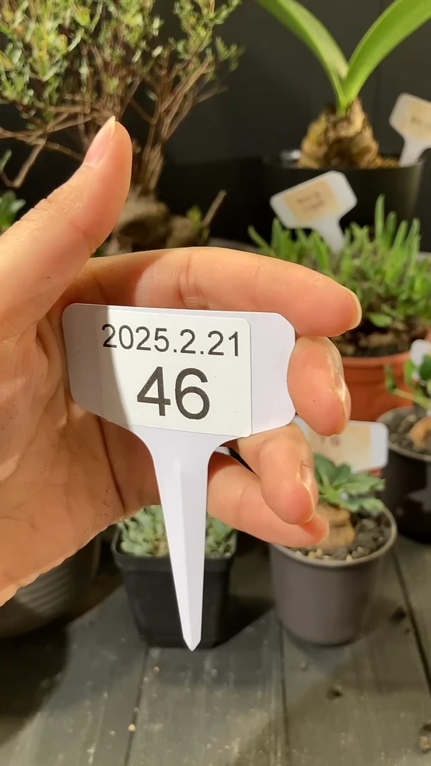 【闪购商品】南非龟甲龙220元，，，2.21.46