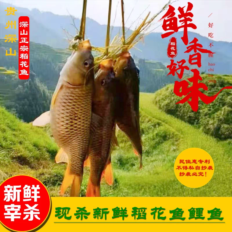 贵州农村本地稻花鱼田鱼新鲜现杀本地鲤鱼烧鱼正宗稻田鱼3斤装