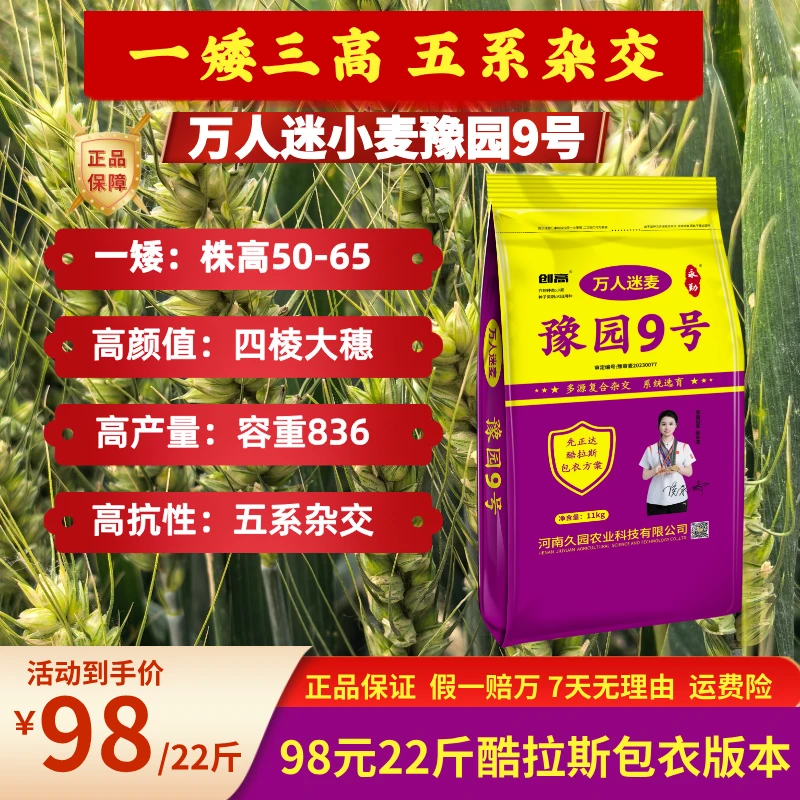 【包衣】豫园9号万人迷小麦一矮三高五系杂交产量高