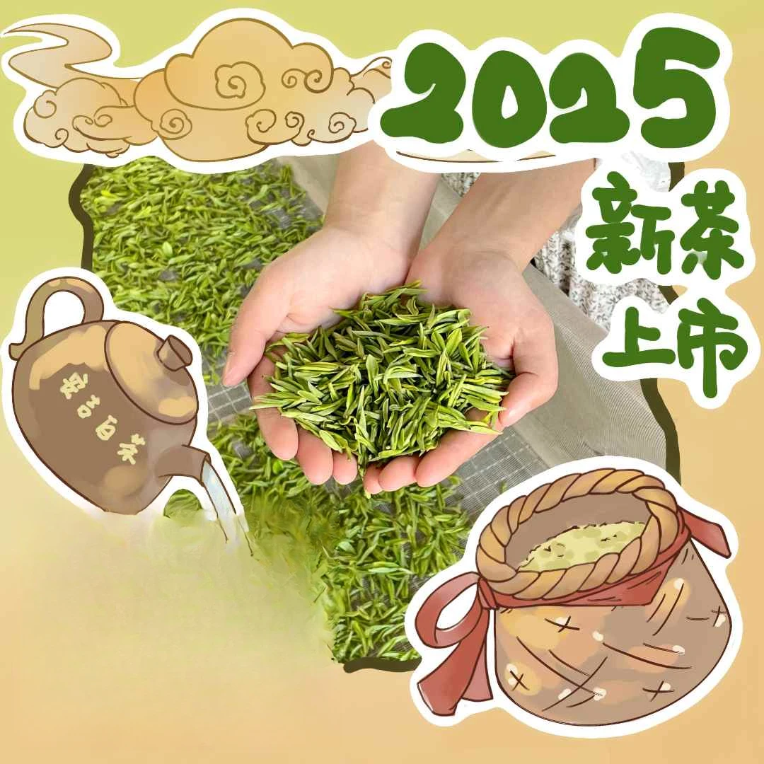 【张家坞明前口粮2】2025年安吉白茶昆铜里江张家坞新茶花香明前茶
