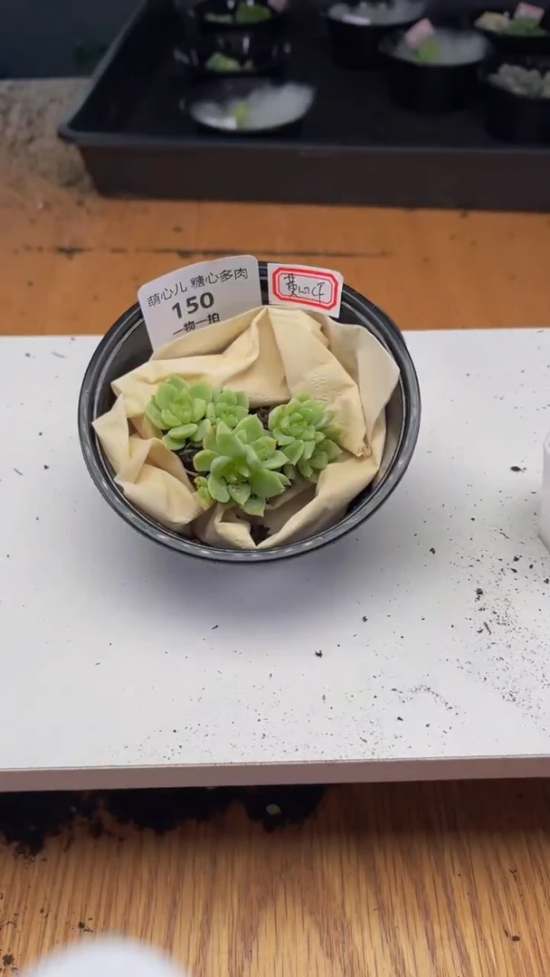 150多肉植物多肉植物