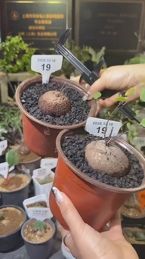 19号1218福利南非龟甲龙买1送1两个1组