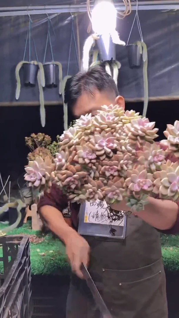 331淡雪缀化一物一拍