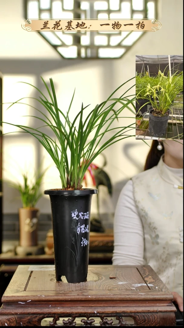 完全开放碧龙玉素