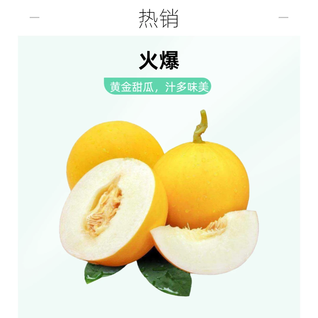 久红瑞甜瓜1个约4.5斤左右