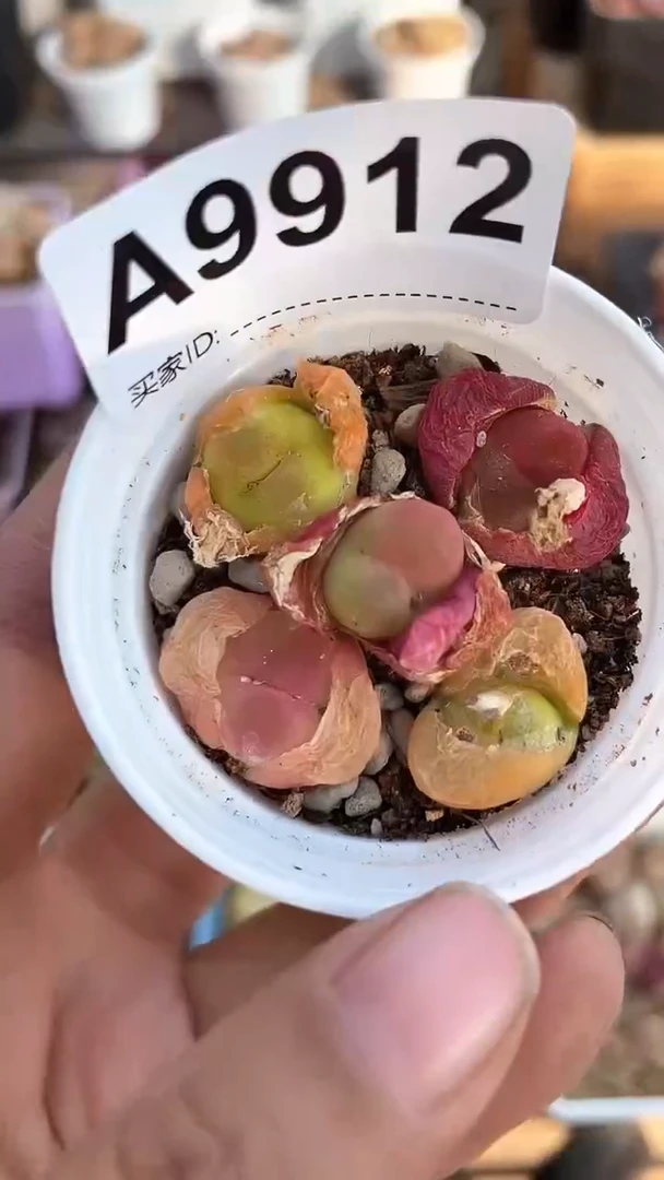 【闪购商品】9912直播一物一拍