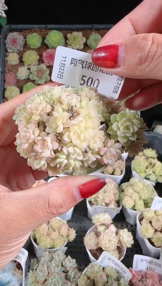 1122-500群生不包整