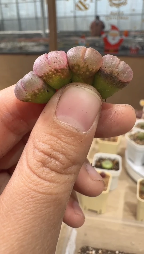 28-30多肉植物肉锥