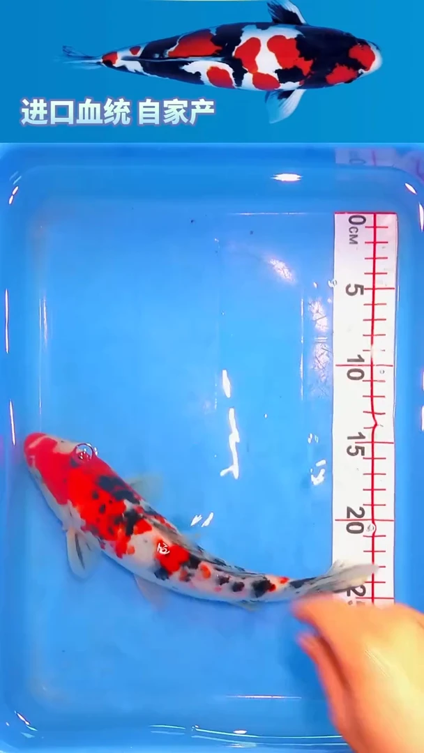 锦鲤福鲤源精选--41