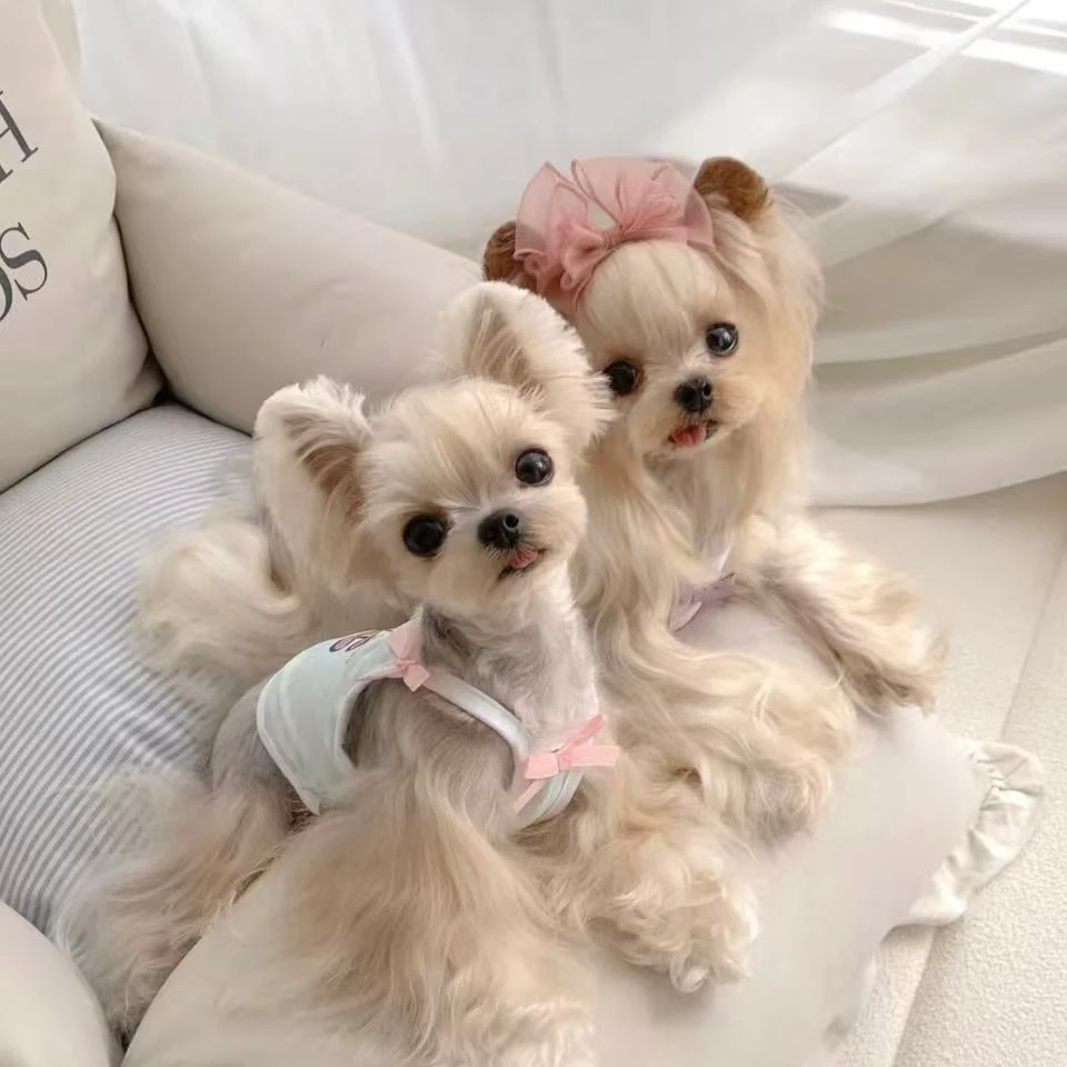 大连约克夏嫂子家宠物活体狗狗约克夏全款链接