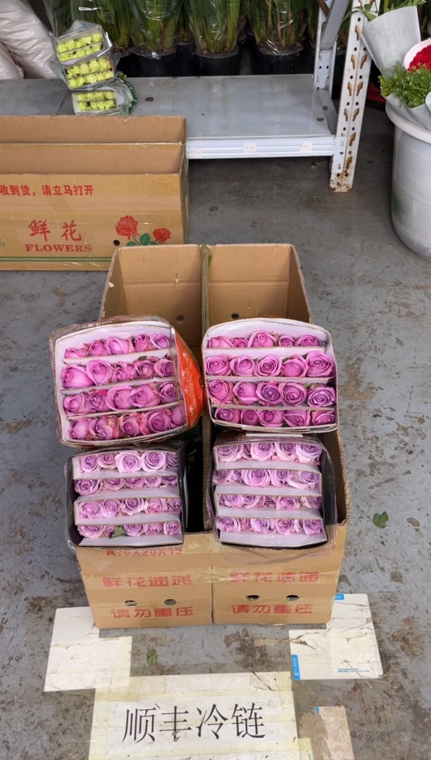 海洋之歌20枝+紫霞20枝