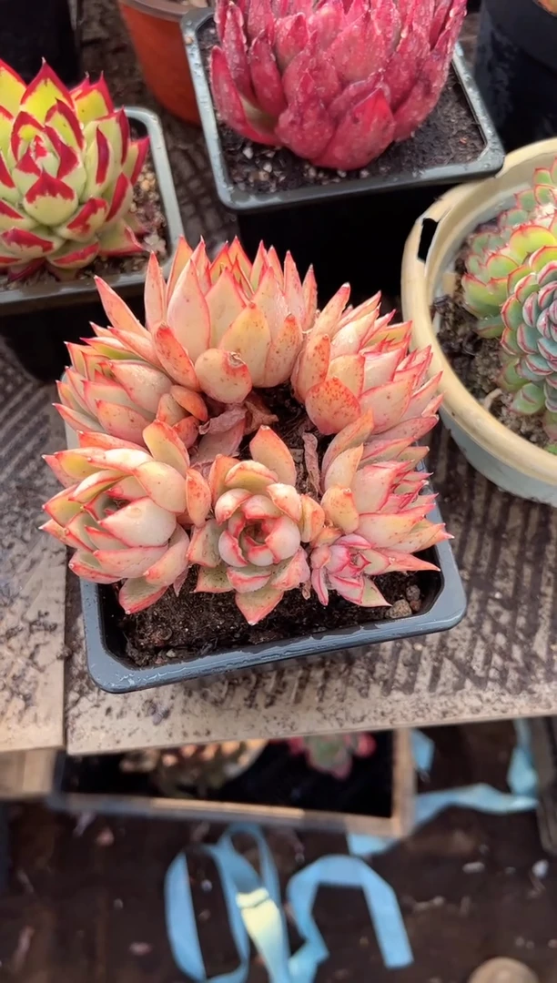 冰*合多肉植物一物一拍14268
