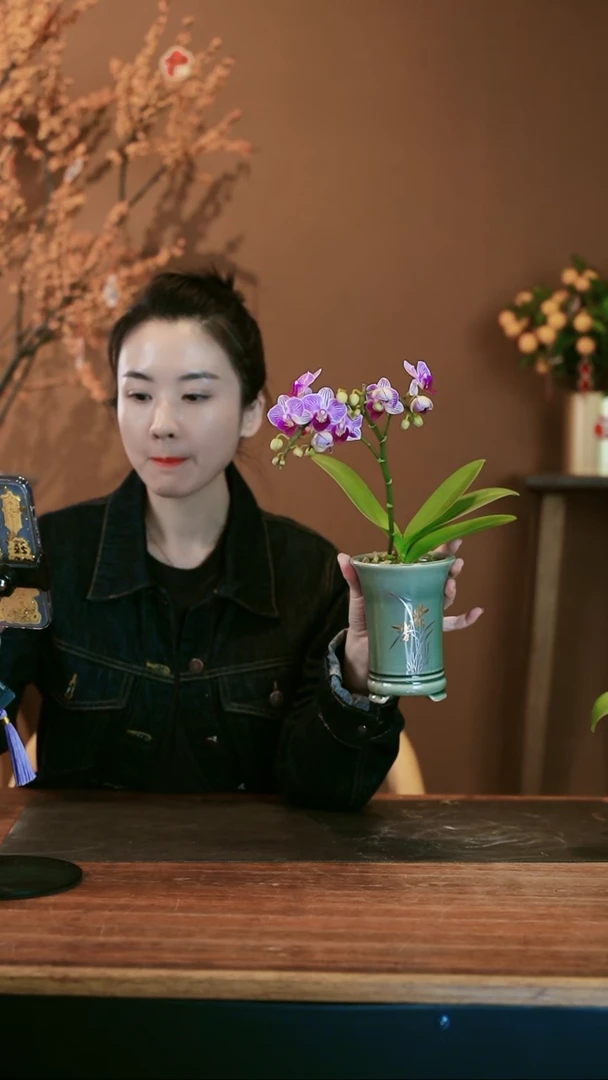 【闪购商品】盆景小仙女 灰