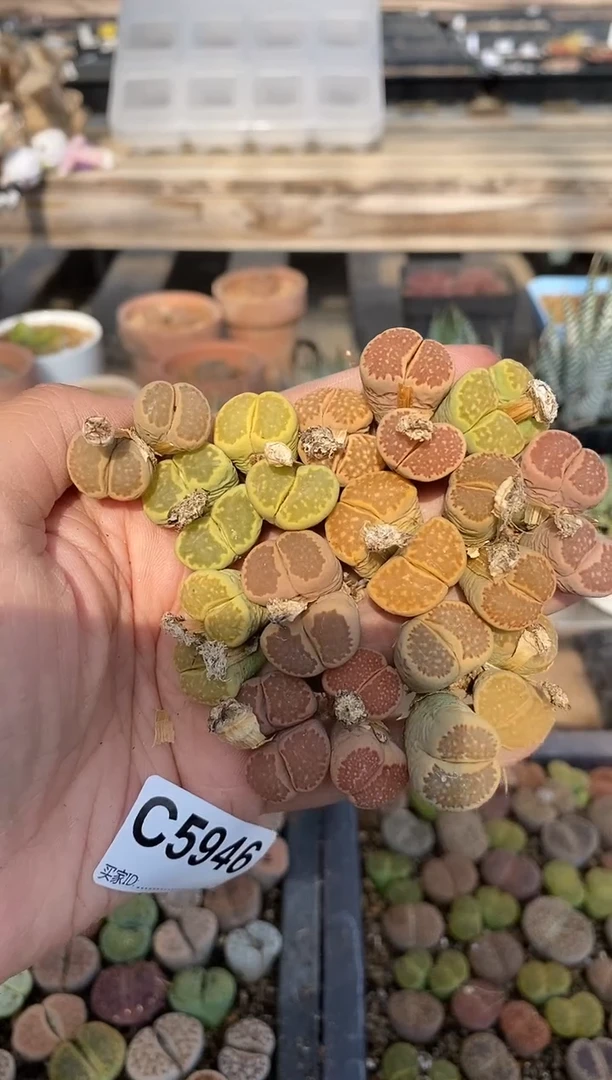 5946直播一物一拍