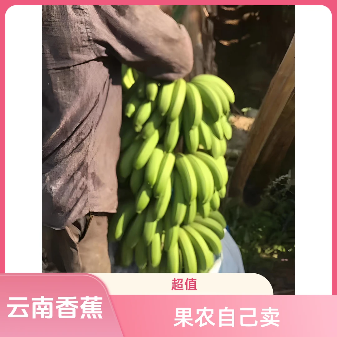 （新鲜绿皮采摘）云南香蕉当季新鲜水果香甜软糯自然熟现摘现发