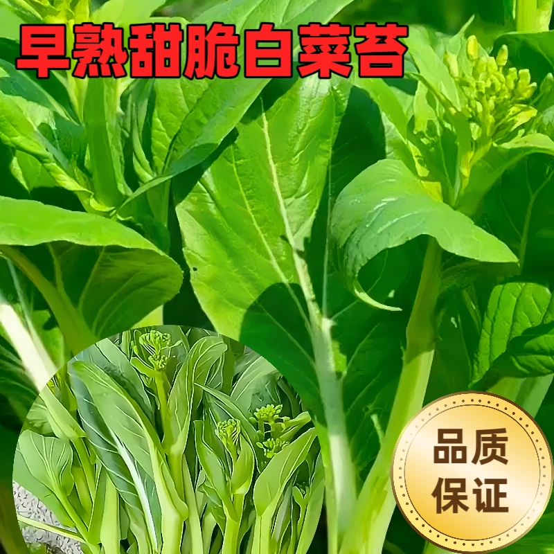 早熟速生白菜苔种子耐热耐寒多次采收多苔白菜苔菜心种籽蔬菜种子