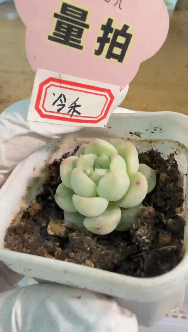 今禾五方一盆 单双混 量拍混发