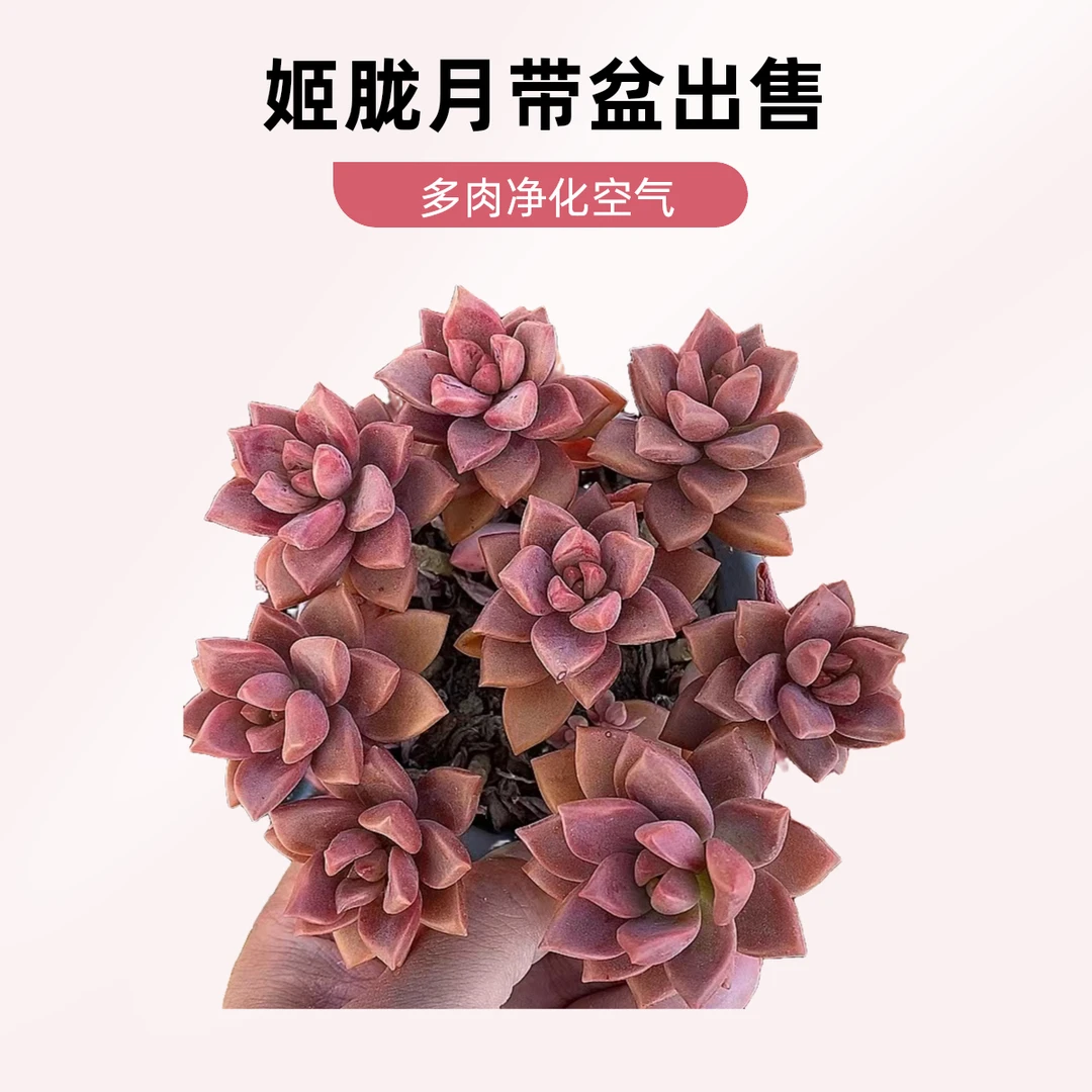 姬胧月带盆  熊猫多肉（满19包邮）  庭院美观  净化空气