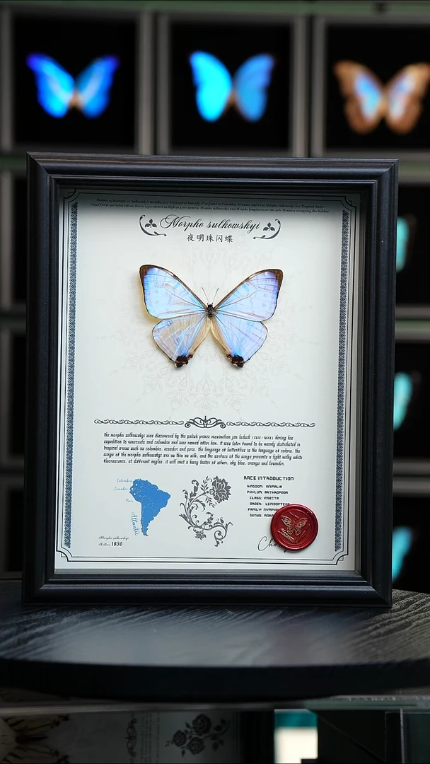 蝴蝶标本摆件竞拍H862