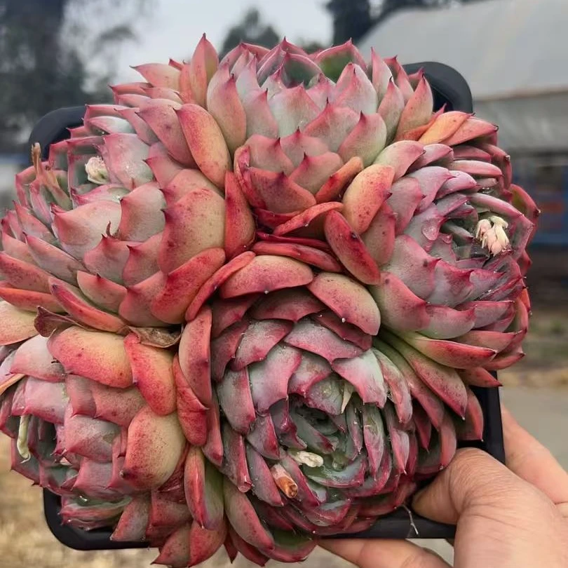 侧影大群生四头起　多肉植物满两单包邮