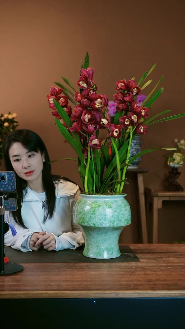 【闪购商品】盆景红袍蕙兰 绿