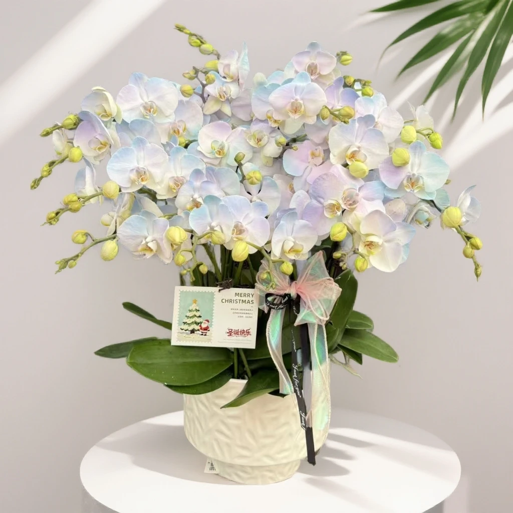 蝴蝶兰《星空》 小众品种 带香味梦幻色系爆款 特殊工艺 植物上色