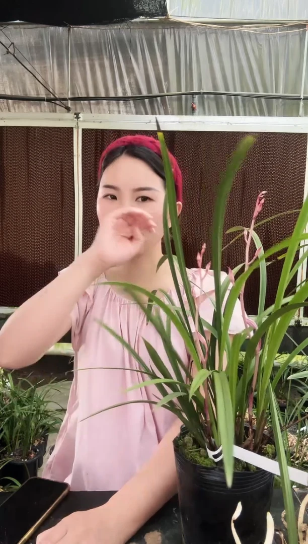 无花朵红娘3苗带花苞