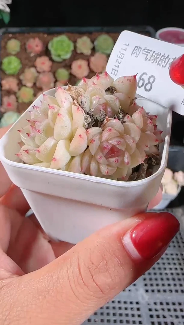 1121-68群生不包整