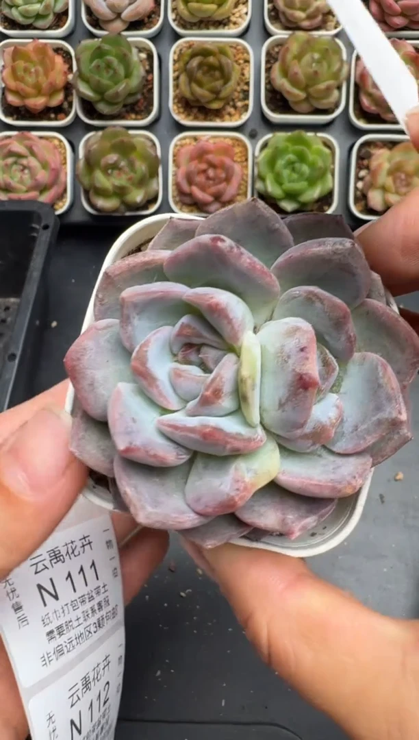 109N当天拍3颗包柚 带盆土发纸巾打包 云禹花卉 珍妮多肉植物