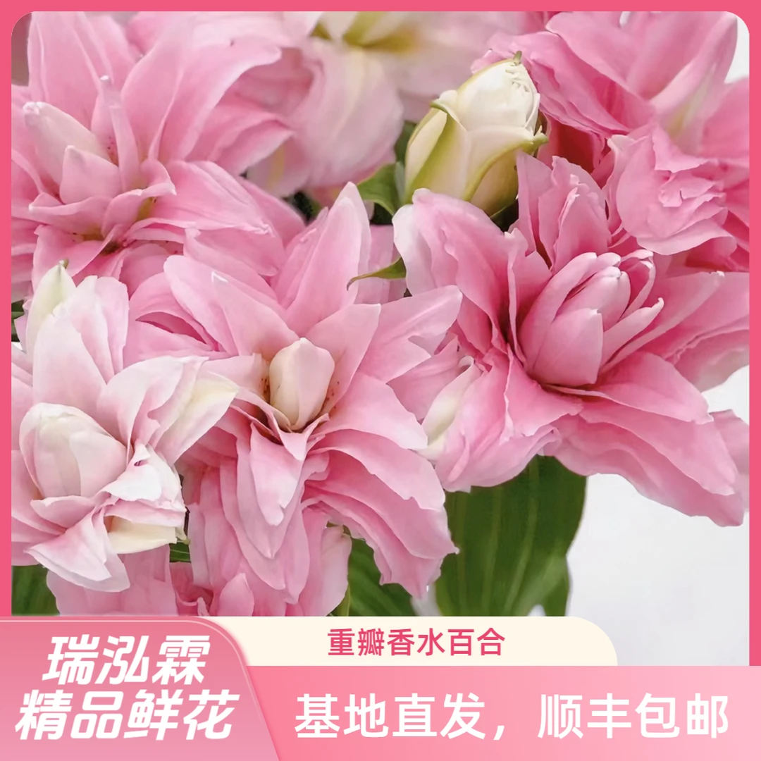AA级（粉黛女神）小花型粉色重瓣香水百合东北发货顺丰包邮