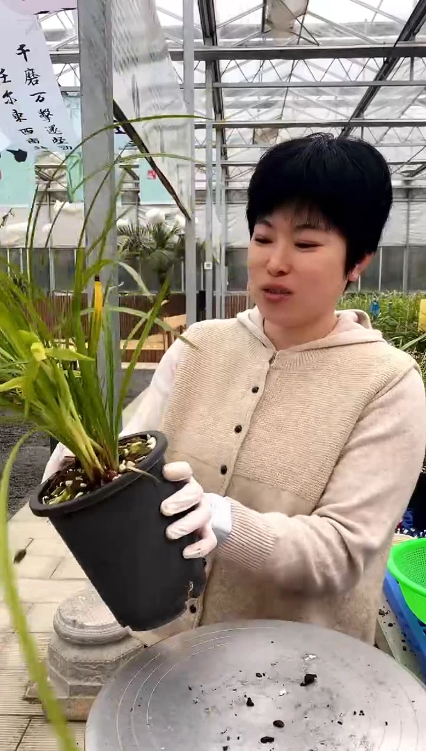 【闪购商品】苗疆素蕊蝶巫婆