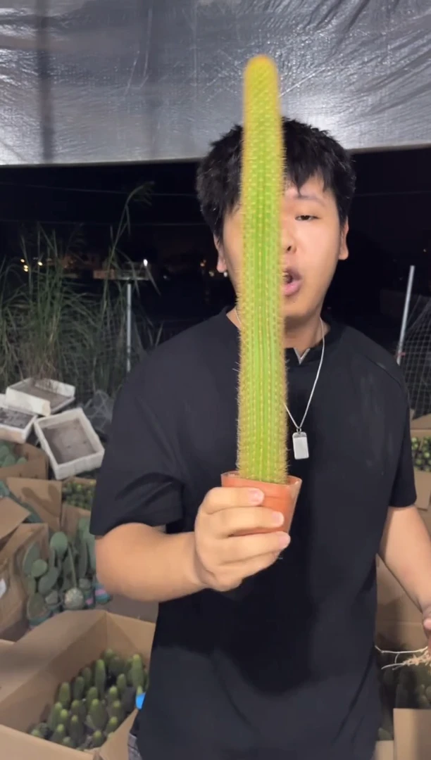 2颗 双色 金妞【带根】20-30cm