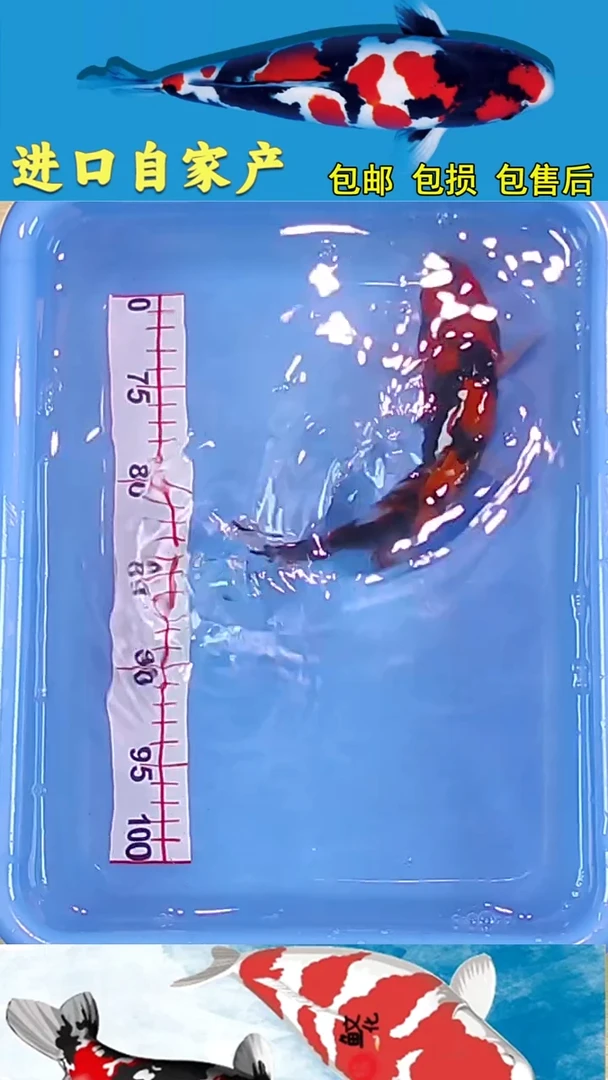 锦鲤悦鲤阁2025/12/26--36