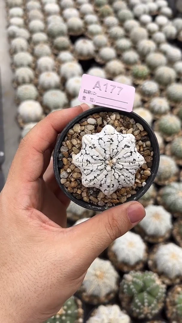 胭*实生根星兜仙人球编码A177