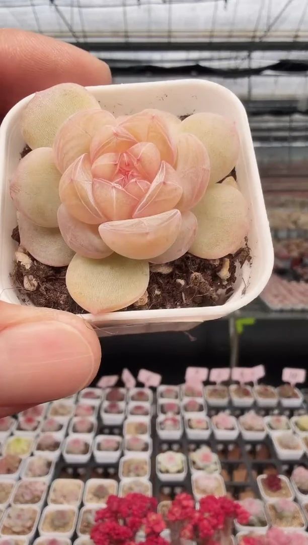 东云多肉园新款-108