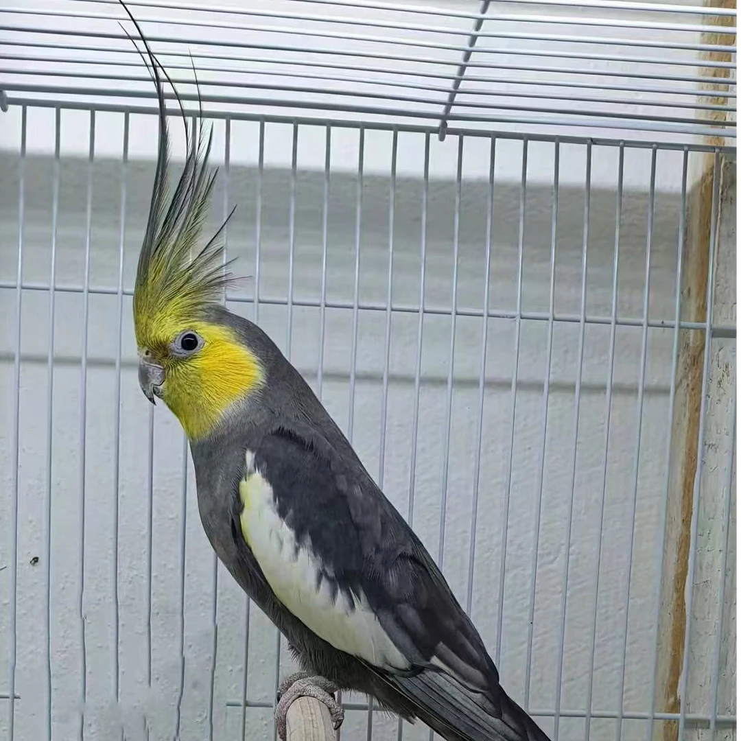 手养玄凤鹦鹉直播间一鸟一拍