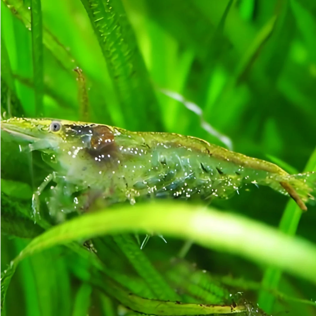 黑壳虾除藻草虾观赏虾工具清洁虾饲料虾鱼缸造景冷水虾