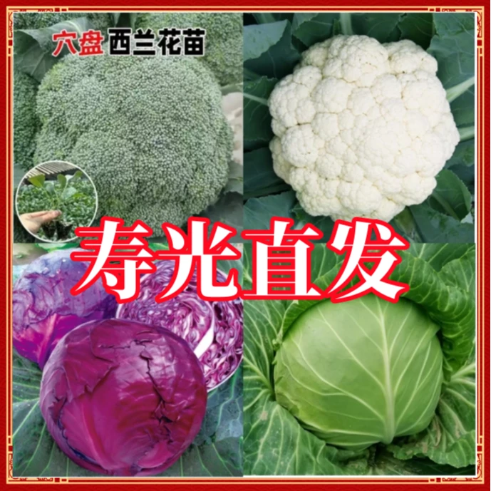 春秋种植叶菜合集精选西兰花苗白花菜苗秧甘蓝苗秧包菜苗带土发货