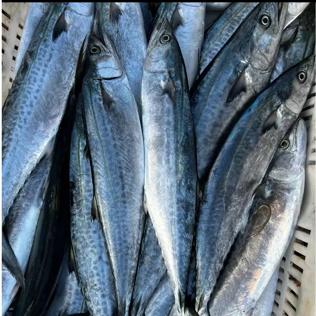 当季渤海湾新鲜小燕鲅鱼单条半斤以上 五斤10条以内