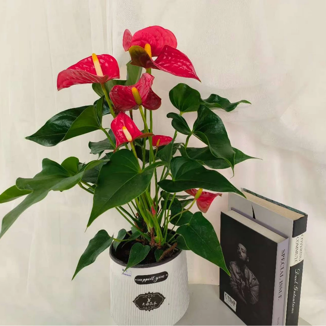 云田花木【阿里斯托】红掌花卉 (赠水培盆+颗粒肥）